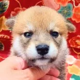 柴犬(標準サイズ)【大阪府・男の子・2025年5月2日・赤】の写真6