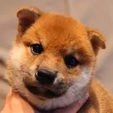 柴犬(標準サイズ)【大阪府・男の子・2025年3月1日・赤】の写真9