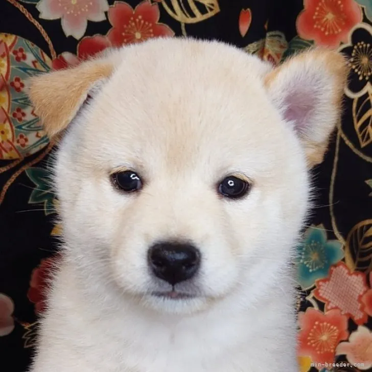 ID:2311-01981の子犬