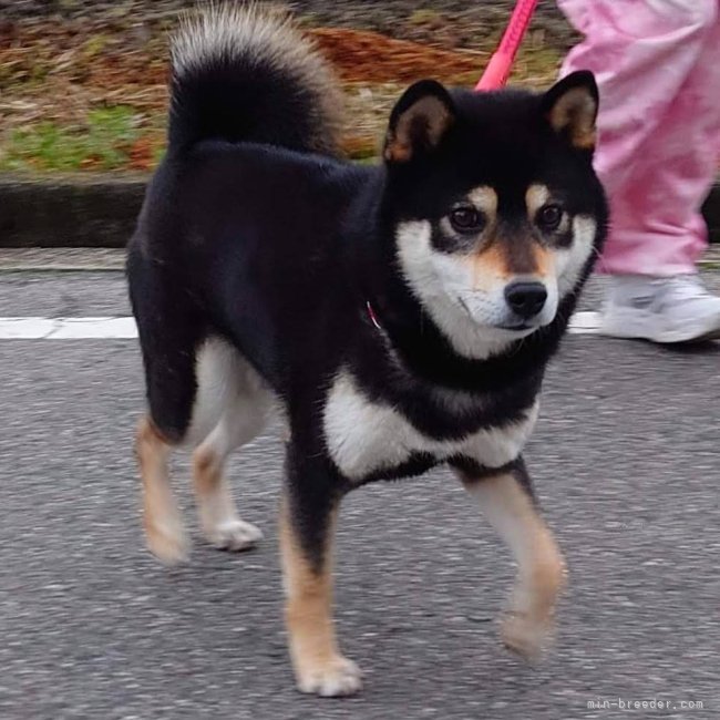 柴犬【・男の子・2020年10月11日・黒】
