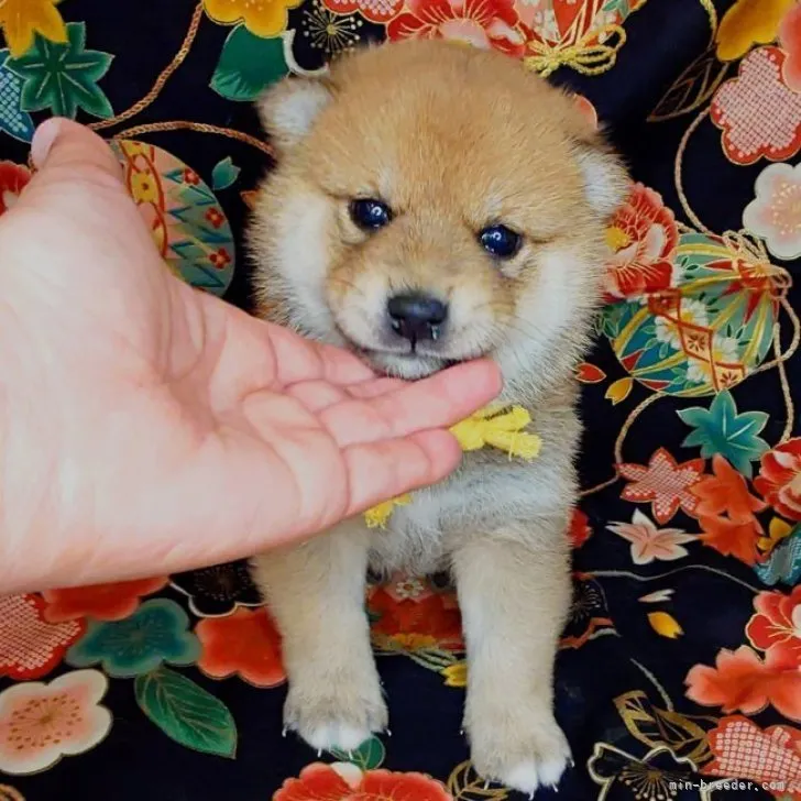 大吉 様のお迎えした子犬