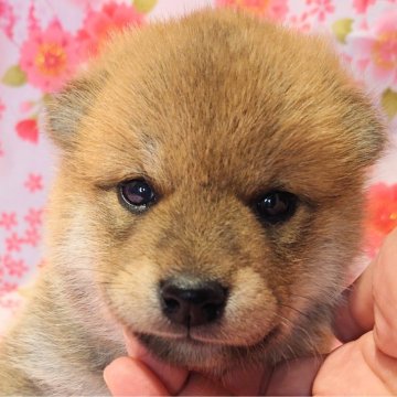 柴犬(標準サイズ)【大阪府・男の子・2024年3月30日・赤】の写真「優秀血統ハイグレードの男の子」