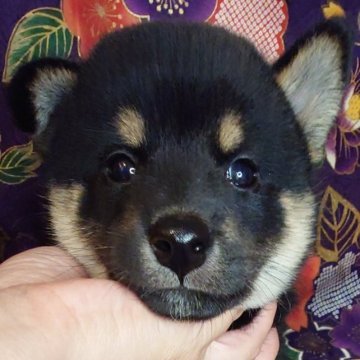 柴犬(標準サイズ)【大阪府・男の子・2023年8月9日・黒】の写真「黒の綺麗な男の子」