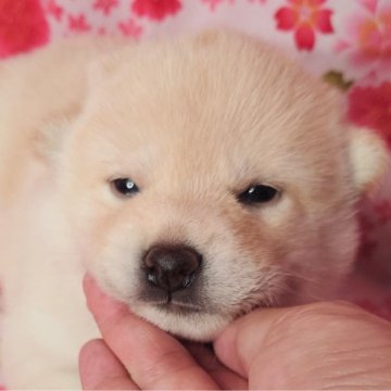 柴犬(標準サイズ)【大阪府・女の子・2024年3月30日・白】の写真「優秀血統可愛い女の子」