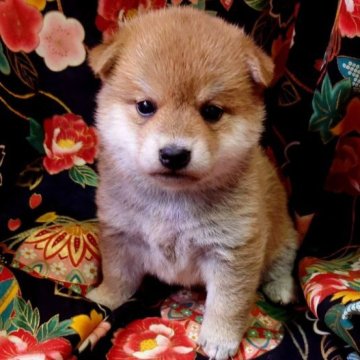 柴犬(標準サイズ)【大阪府・女の子・2022年12月28日・赤】の写真「優秀な血統とても可愛くハイグレード」