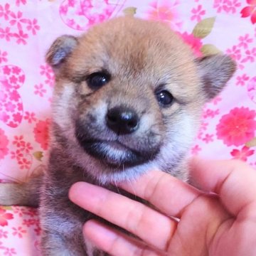 柴犬(標準サイズ)【大阪府・男の子・2023年3月7日・赤】の写真「かわいいお顔のハイグレード柴犬」