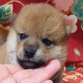柴犬(標準サイズ)【大阪府・女の子・2023年5月9日・赤】の写真2