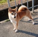 柴犬【・女の子・2021年2月7日・赤】