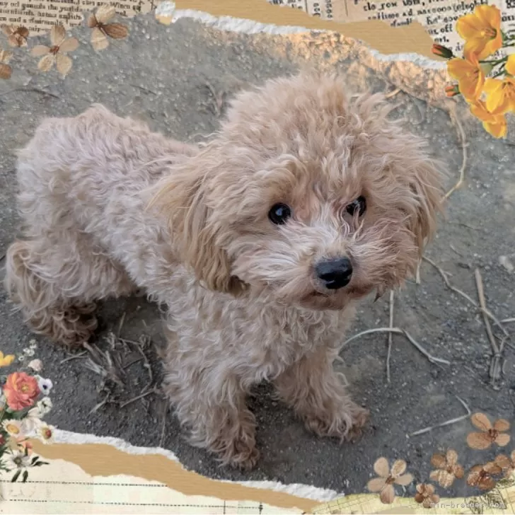 ID:2501-08260の子犬