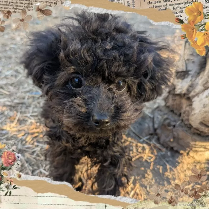 ID:2501-08258の子犬