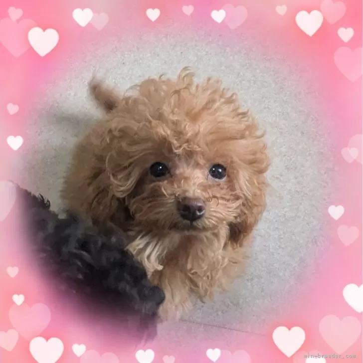 ID:2501-08295の子犬
