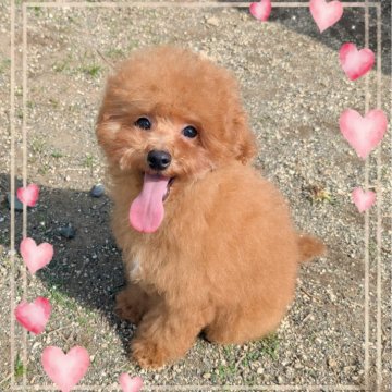 トイプードル(タイニー)【静岡県・男の子・2024年11月16日・レッド】の写真「飼いやすいタイニーサイズ予想の男の子。」