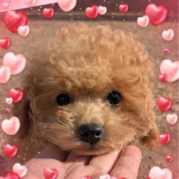 トイプードル(タイニー)【静岡県・女の子・2024年11月16日・アプリコット】の写真「飼いやすいタイニーサイズ予想の女の子。」