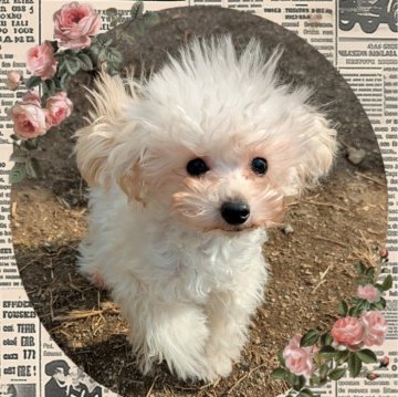 トイプードル(ティーカップ)【静岡県・男の子・2024年8月7日・クリーム】の写真「1.3kgティーカップサイズ確定！！」