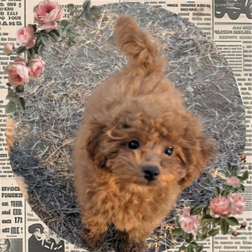トイプードル(タイニー)【静岡県・女の子・2024年11月21日・レッド】の写真「飼いやすいタイニーサイズ予想の女の子」