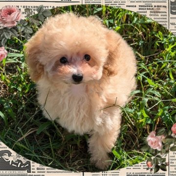 トイプードル(タイニー)【静岡県・女の子・2024年6月20日・アプリコット】の写真「飼いやすいタイニーサイズ予想の女の子」