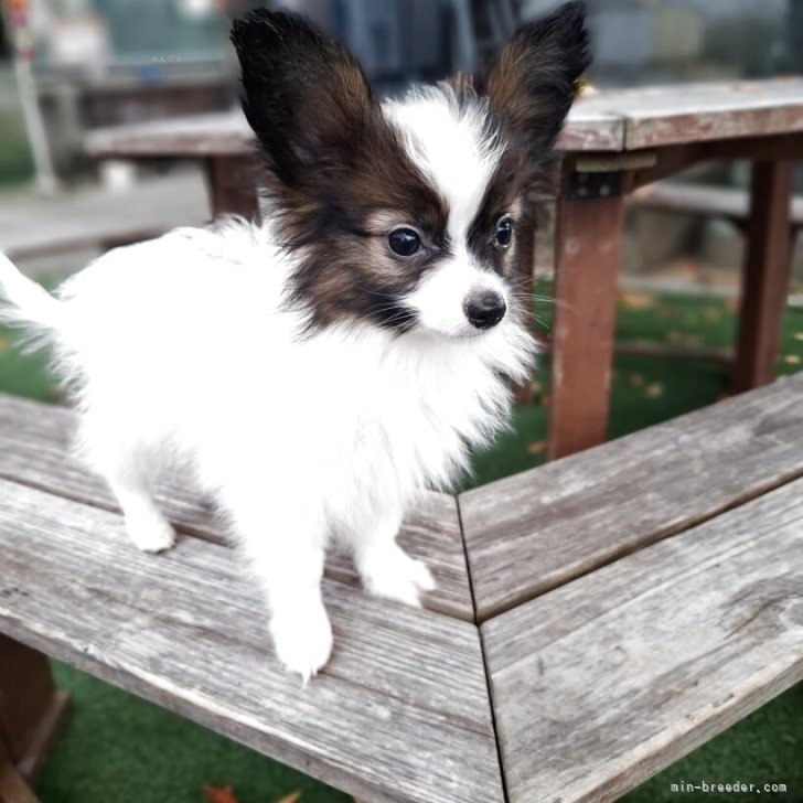 ブリーダー画像