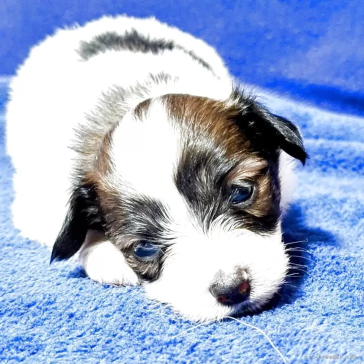 西家 様のお迎えした子犬