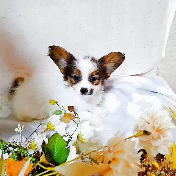 ID:2506-06815の子犬