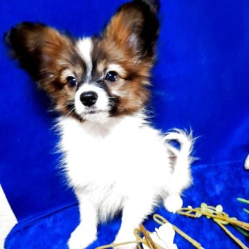 パピヨン【愛媛県・男の子・2025年8月4日・ホワイト&セーブル】の写真「(パピヨン専門ブリーダー)お父さんはチャンピオン」