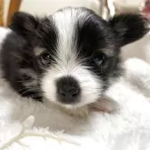 パピヨン