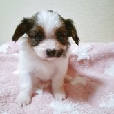 パピヨン