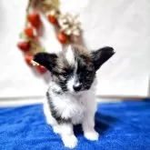 パピヨン