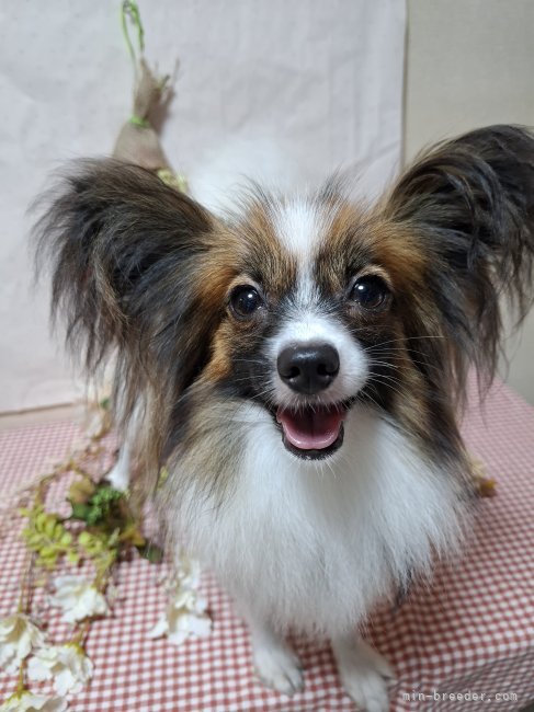 パピヨン【・女の子・2023年12月22日・ホワイト&amp;セーブル】「可愛♥🦋優しい子です」