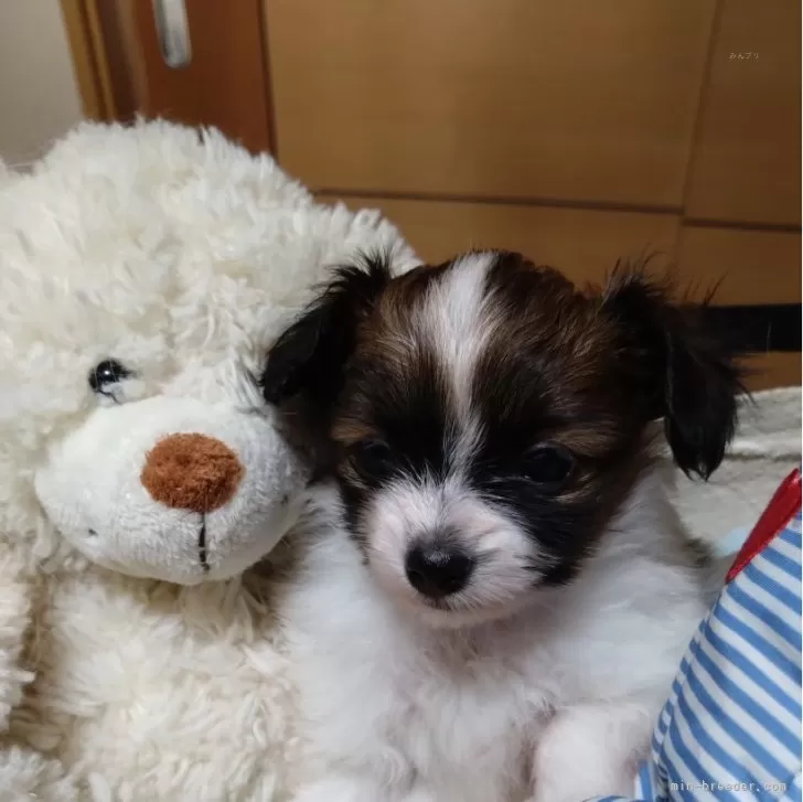 ID:2407-07493の子犬