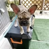 フレンチブルドッグ