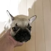 フレンチブルドッグ