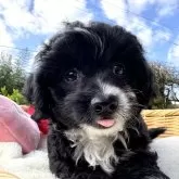 チワプー(トイプードル×チワワ)【宮崎県・男の子・2024年9月20日・ブラック&ホワイト】の写真11