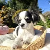 チワワ(ロング)【宮崎県・男の子・2025年8月1日・ホワイト&ブラック】の写真13