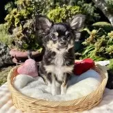 チワワ(ロング)【宮崎県・男の子・2025年7月4日・ブラックタンクリーム】の写真14