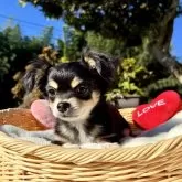 チワワ(ロング)【宮崎県・女の子・2025年8月1日・ブラックタンクリーム】の写真14