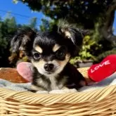 チワワ(ロング)【宮崎県・女の子・2025年8月1日・ブラックタンクリーム】の写真15