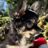 チワワ(ロング)【宮崎県・男の子・2025年7月4日・ブラックタンクリーム】の写真15