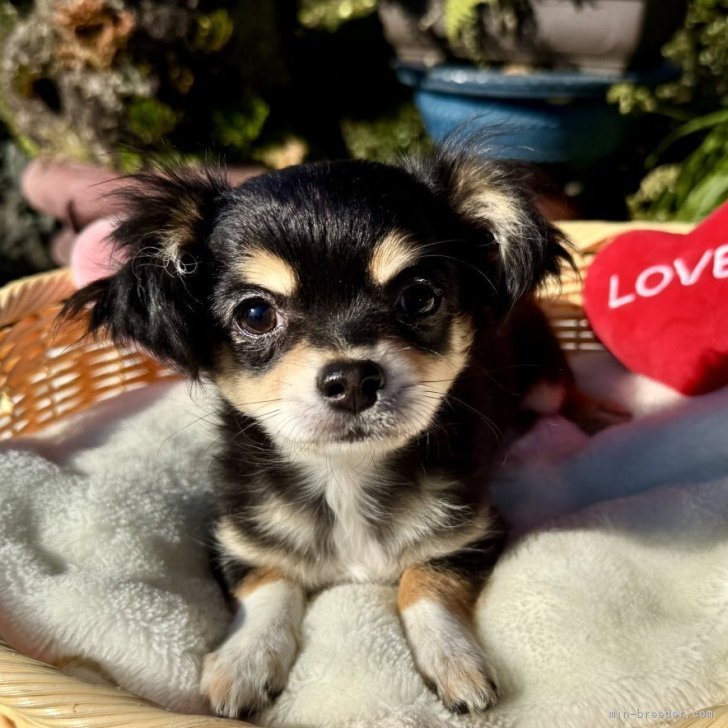 ブリーダー画像