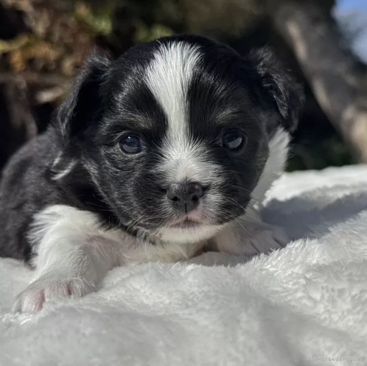 ID:2502-02515の子犬