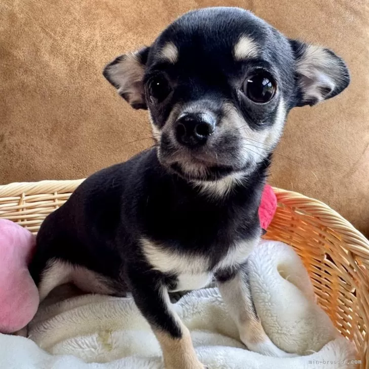 A.T 様のお迎えした子犬