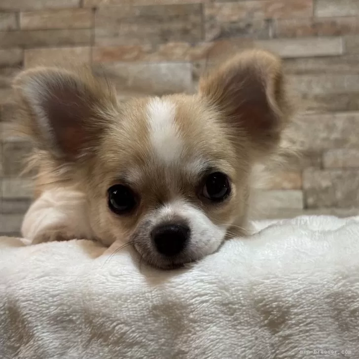 ナナちゃんママ 様のお迎えした子犬