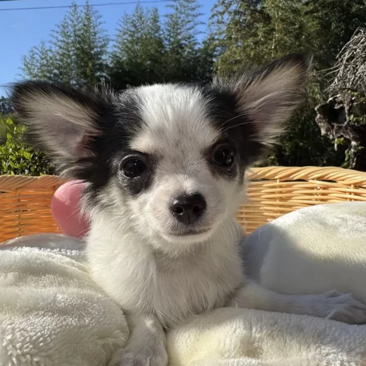 KCO 様のお迎えした子犬