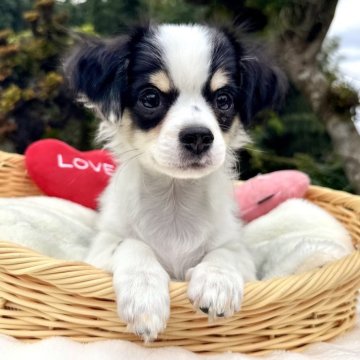 チワワ(ロング)【宮崎県・男の子・2025年8月1日・ホワイト&ブラック】の写真「バランスの取れた配色と顔の可愛さ抜群🩷」