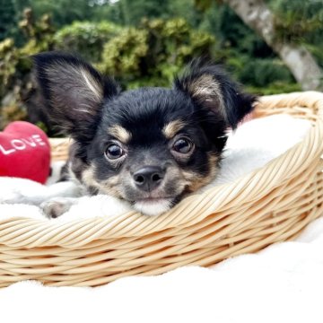 チワワ(ロング)【宮崎県・男の子・2025年7月4日・ブラックタンクリーム】の写真「目がクリクリで人見知りなく人懐っこい甘えん坊君❤️」