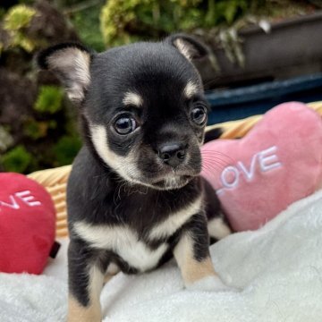 チワワ(スムース)【宮崎県・男の子・2025年5月19日・ブラックタンホワイト】の写真「しっかり者で優しい穏やかな男の子💕」