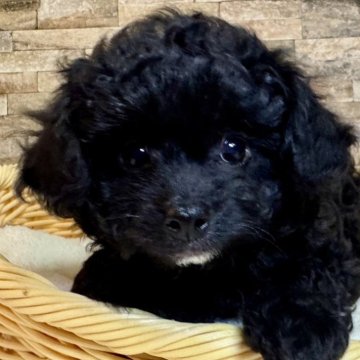 チワプー(トイプードル×チワワ)【宮崎県・女の子・2025年9月14日・ブラック&ホワイト】の写真「激カワで小さめ美人チワプーです🩷」