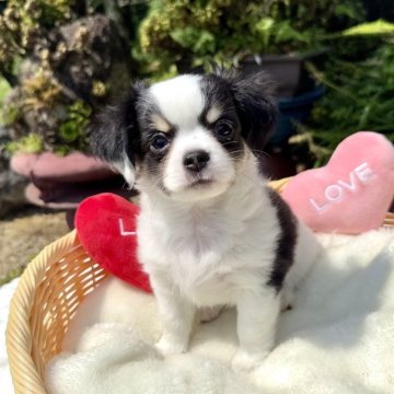 チワワ(ロング)【宮崎県・男の子・2025年8月1日・ホワイト&ブラック】の写真「バランスの取れた配色と顔の可愛さ抜群🩷」