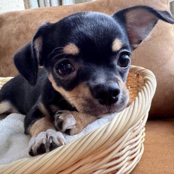 チワワ(スムース)【宮崎県・男の子・2025年5月19日・ブラックタンクリーム】の写真「凄くお利口さんな明るい頼れる男子💕」