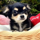 チワワ(ロング)