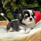 チワワ(ロング)